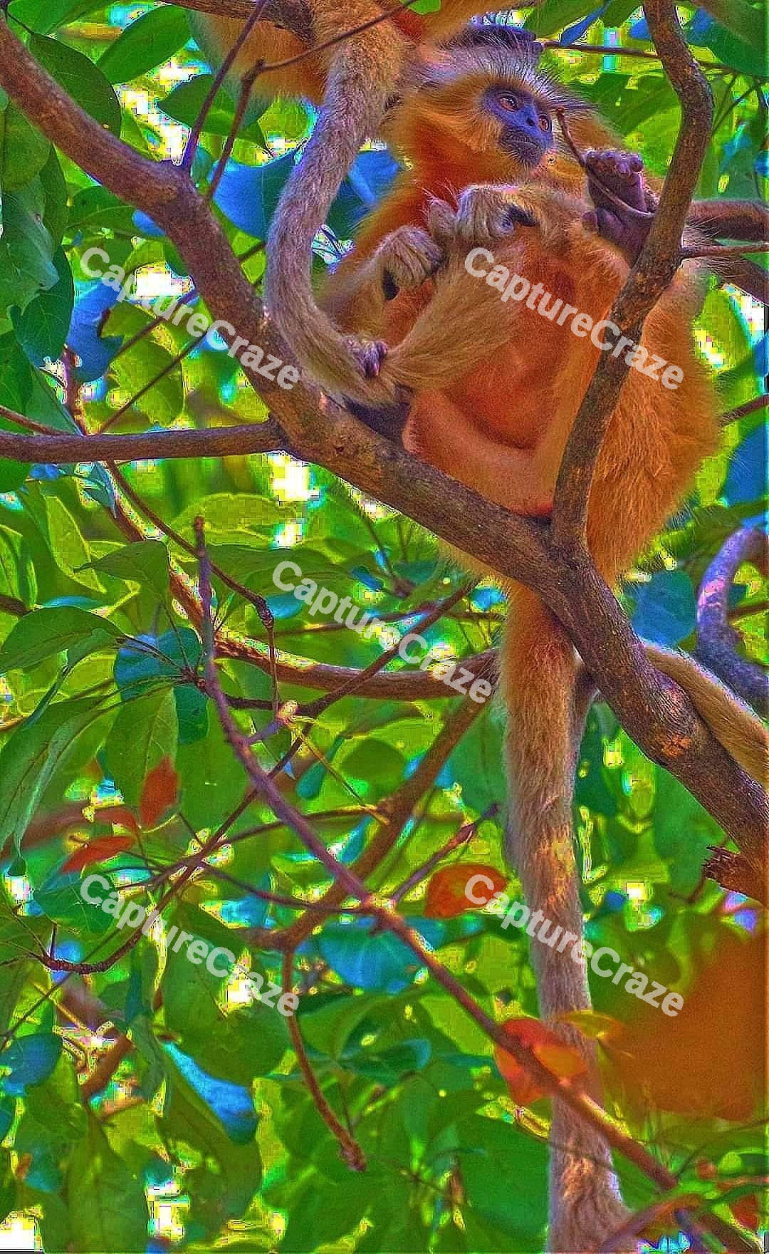Tamarin Monkey